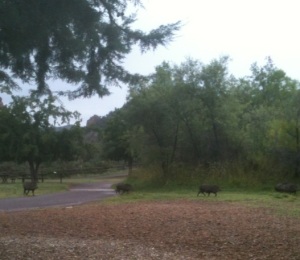 I'll bet the javelinas we saw on a recent Arizona vacation don't worry about being sorry.